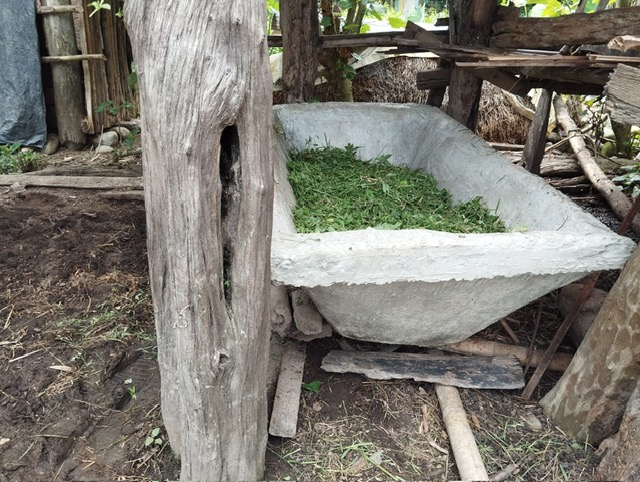 Irrigated forage for dairy buffalo (photo credit: ILRI/Yanamani Nepal).