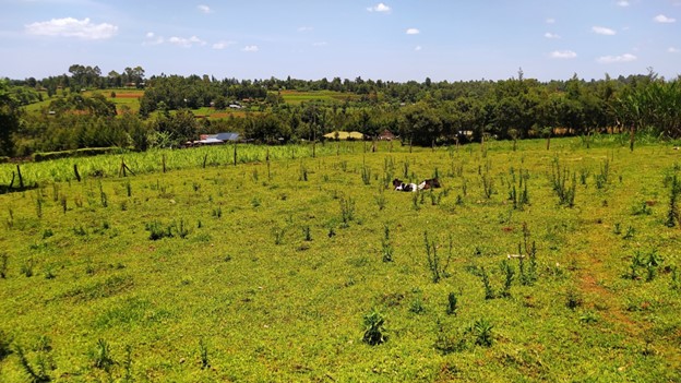 Calves having a rest in a typical grazed pasture paddock. In the background is some cropland and a Napier plantation (photo: ILRI/Kelvin Kinuthia).
