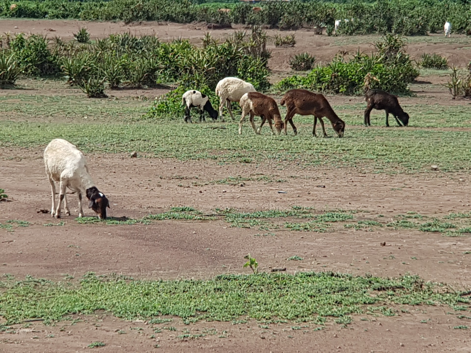 Sheep grazing on pasture with bare patches of exposed soil (Uni Lancaster/John Quinton).