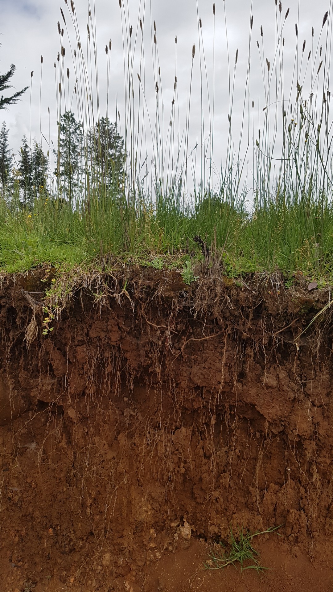 Soil erosion exposing deep soil horizons (Uni Lancaster/John Quinton).