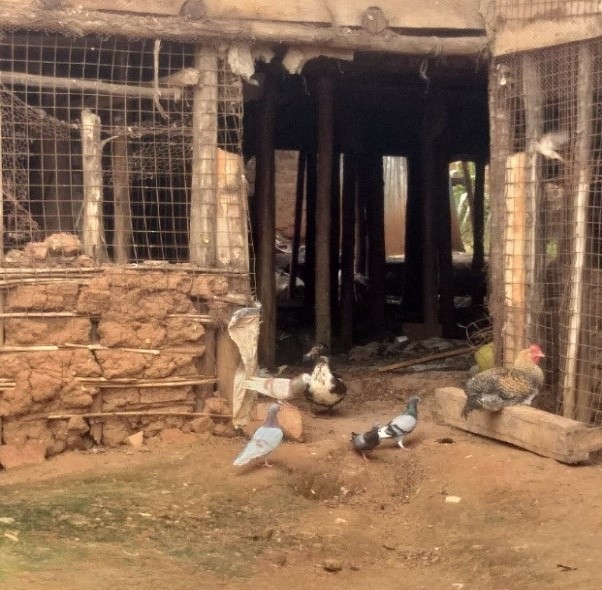 Poultry house in Wakiso district