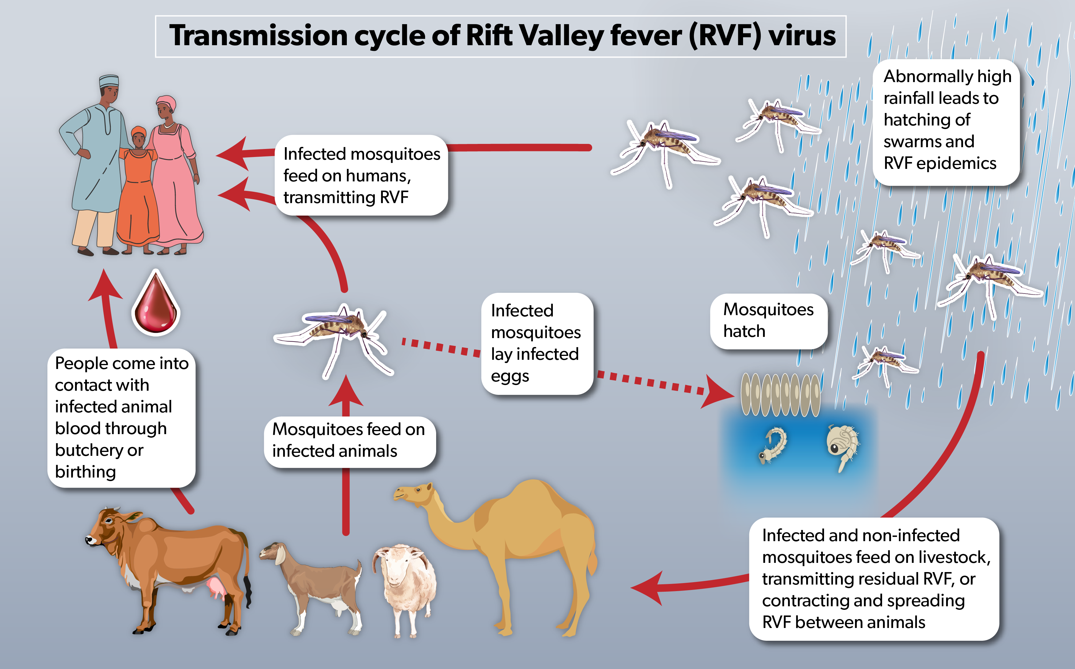 Infographic showing transmission cycle of Rift Valley fever