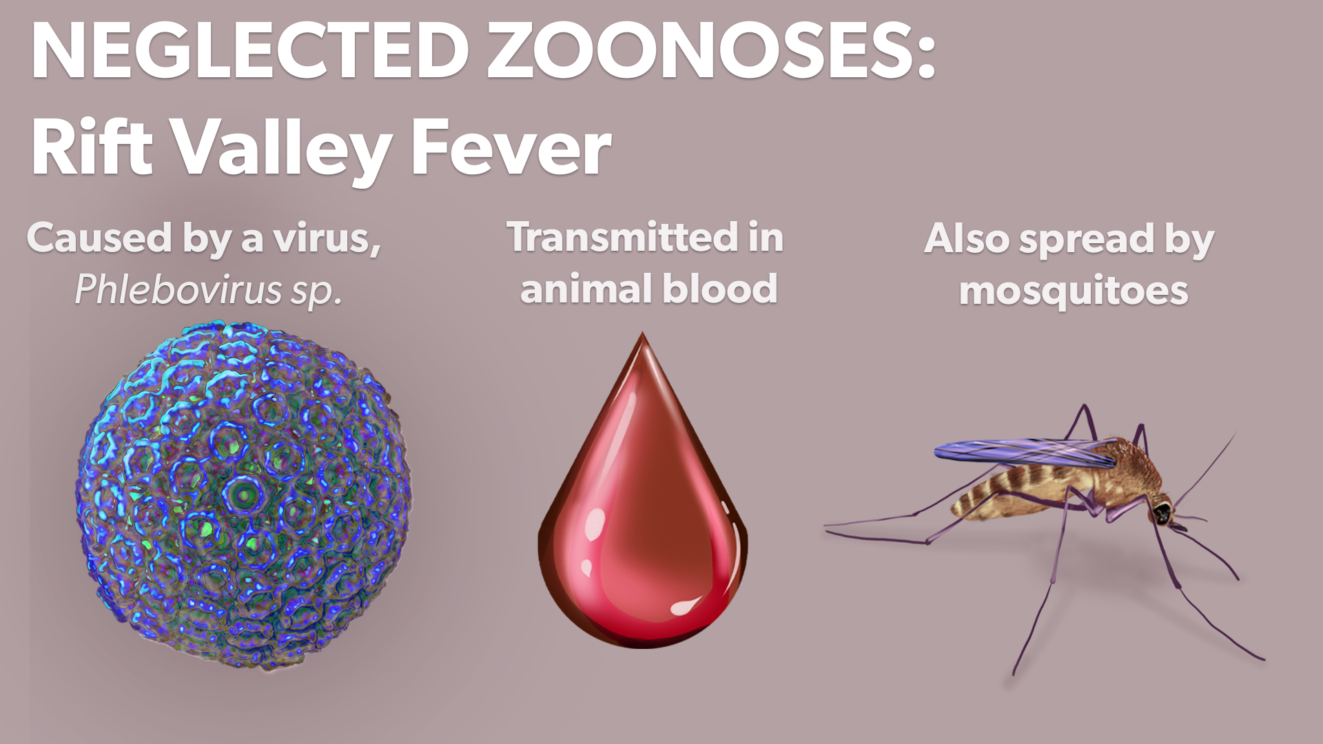 Rift valley fever and how it is transmitted