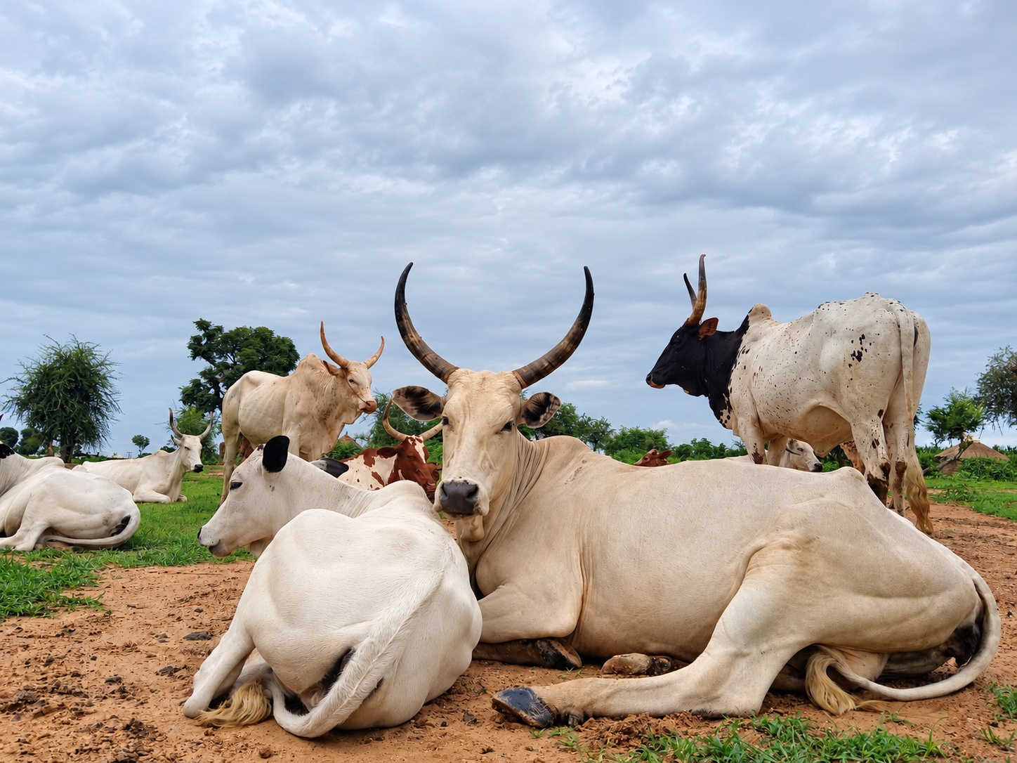 Resting long-horned cattle herd