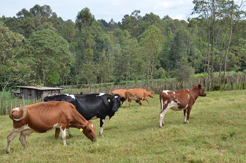 Yebei's family cattles