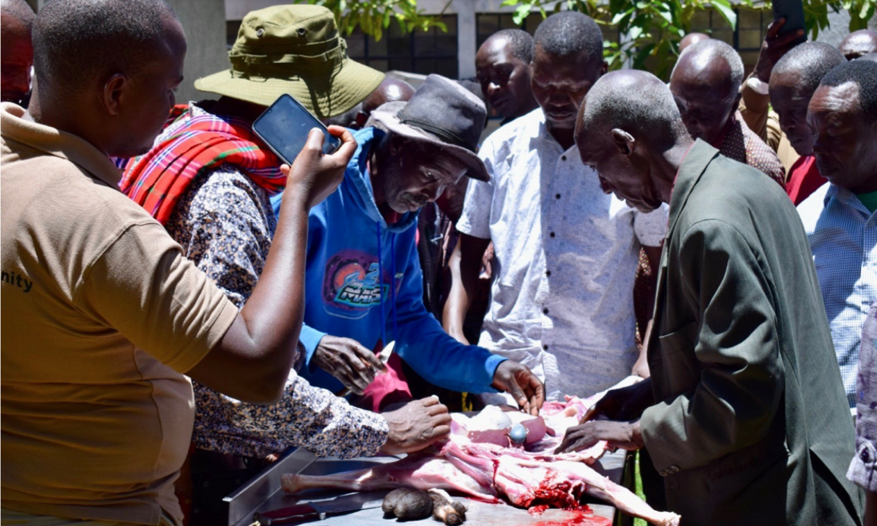 Indigenous forecaster predicts the weather by reading the intestines of a slaughtered goat (photo: ILRI/Kristen Tam).