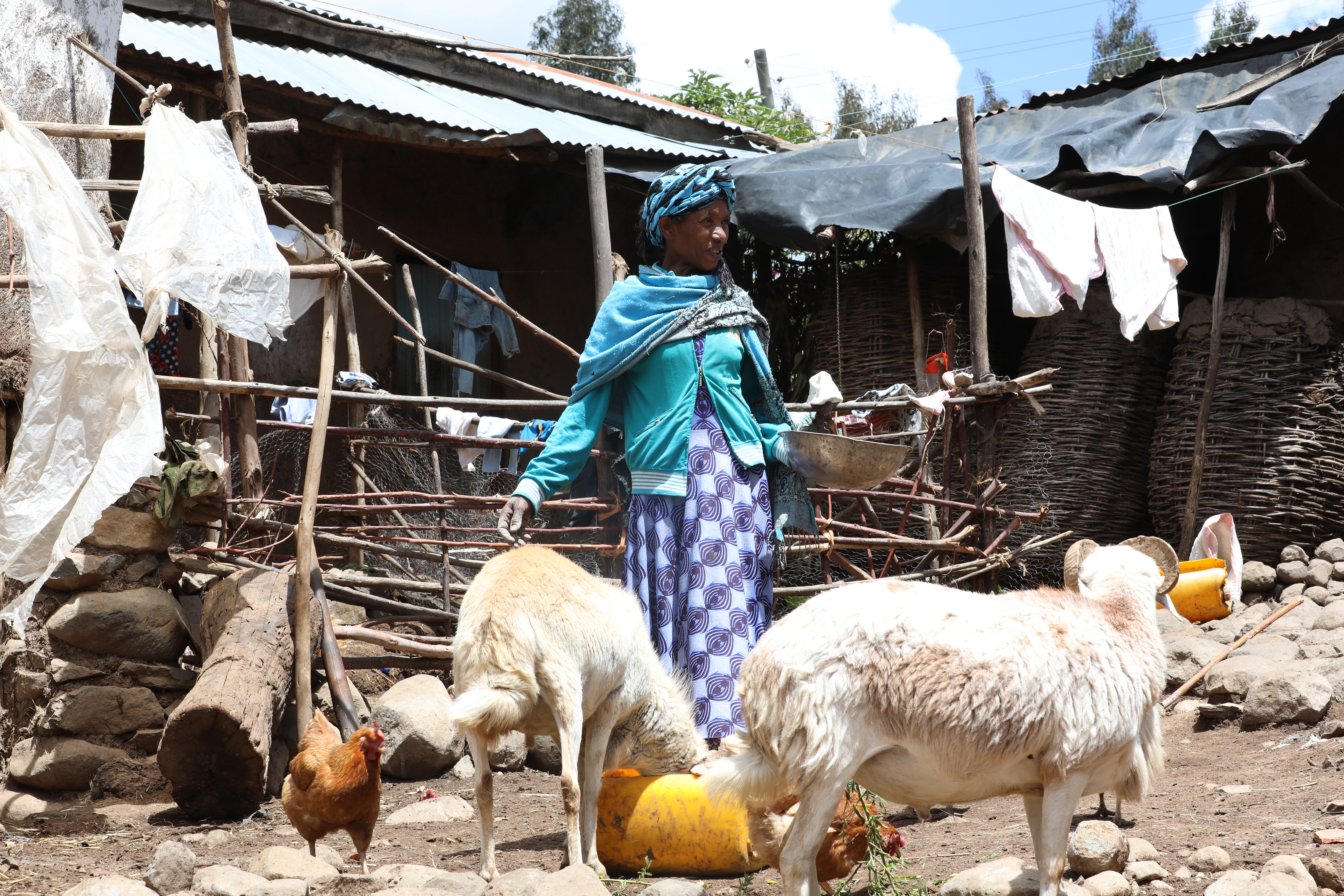 Tenangne and her fattened sheep