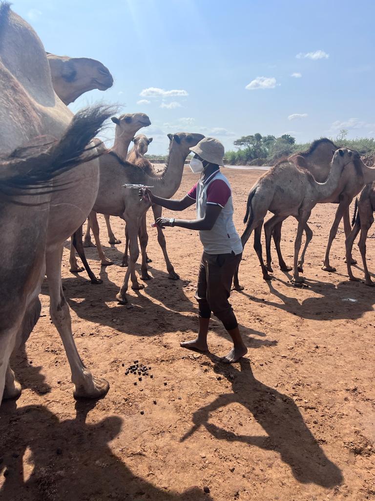 Vaccinating camels against Rift valley fever in Isiolo County, Kenya (ILRI / Adan Abdi).
