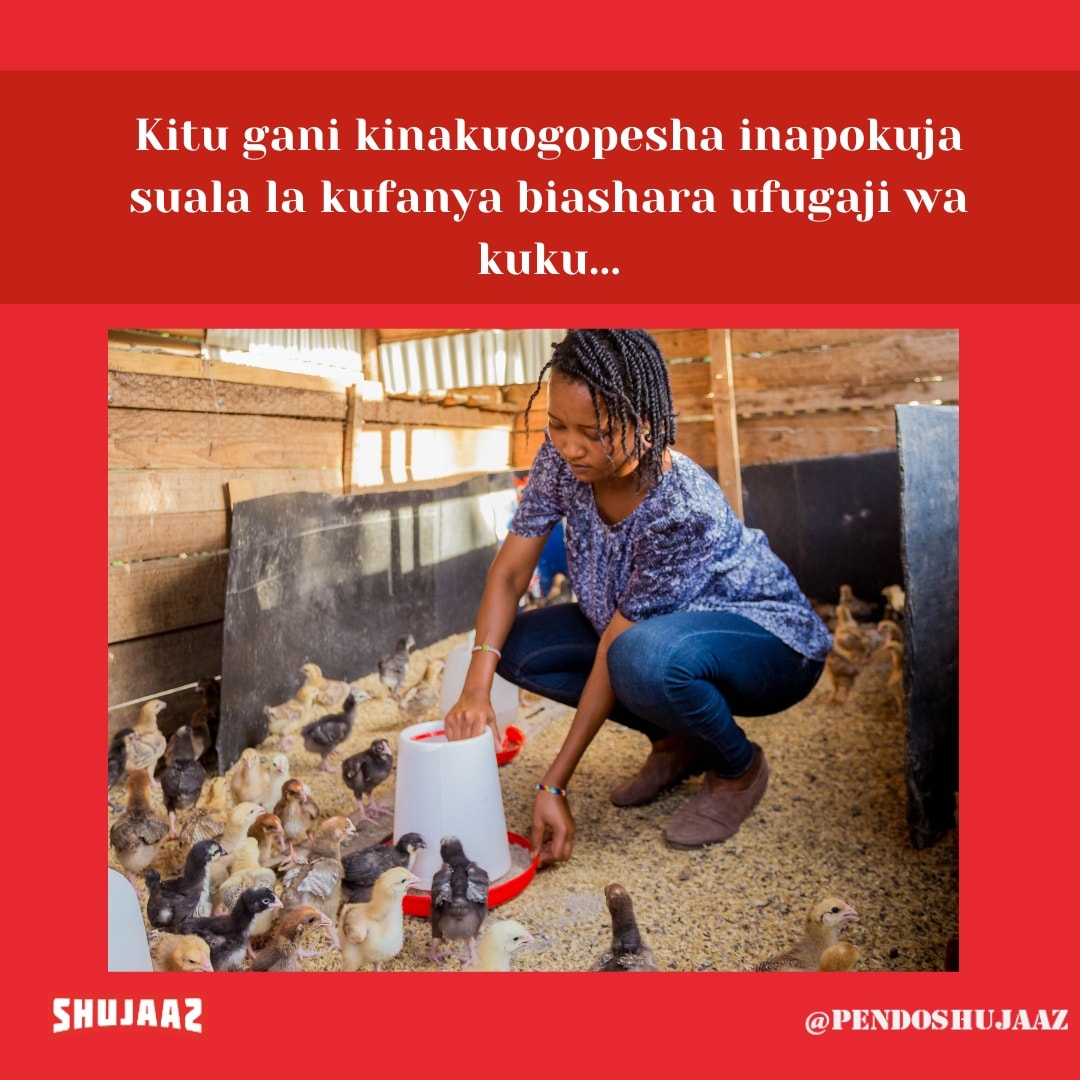 Woman farmer feeding chicks