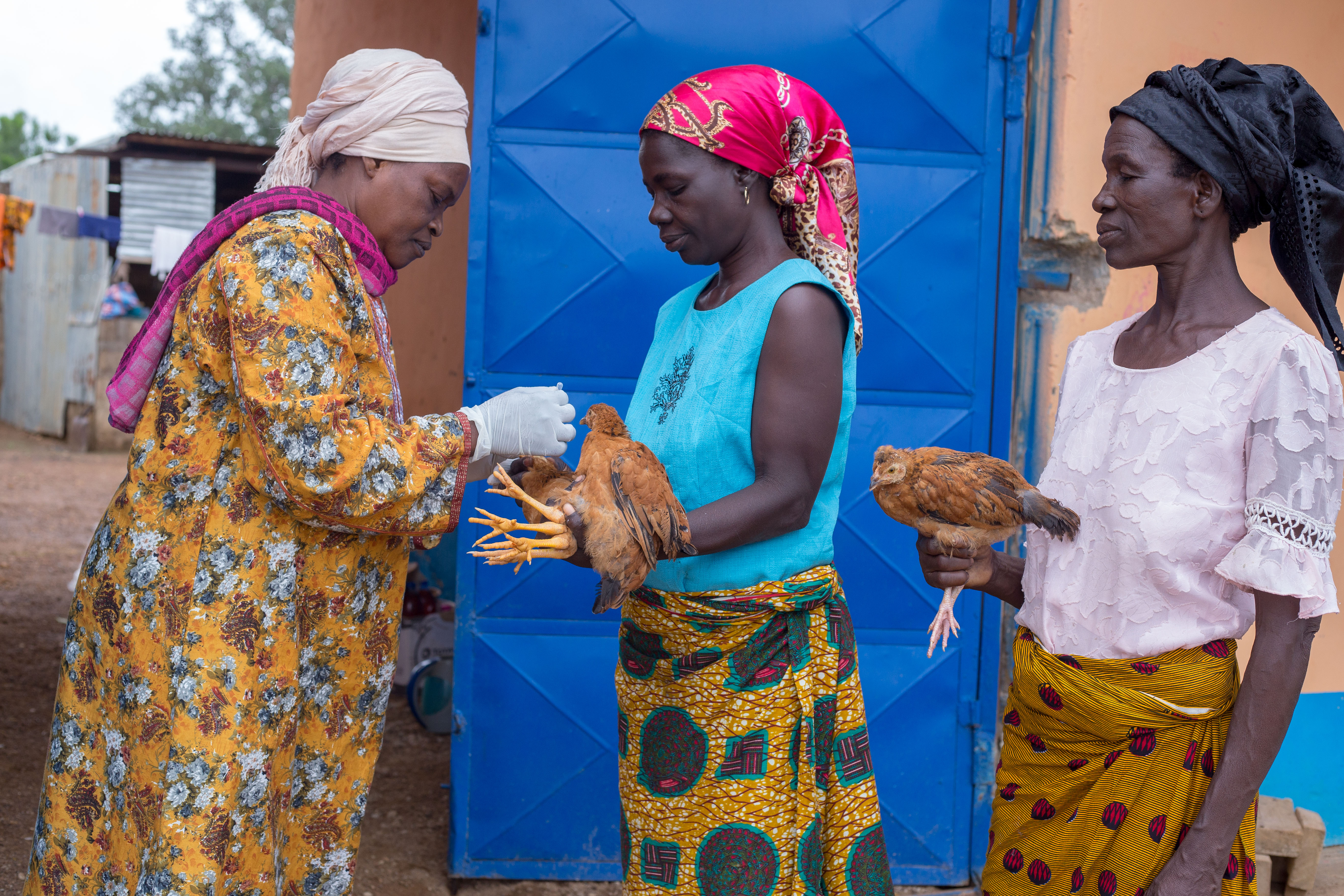 Women line up to receive vaccinations for their chickens