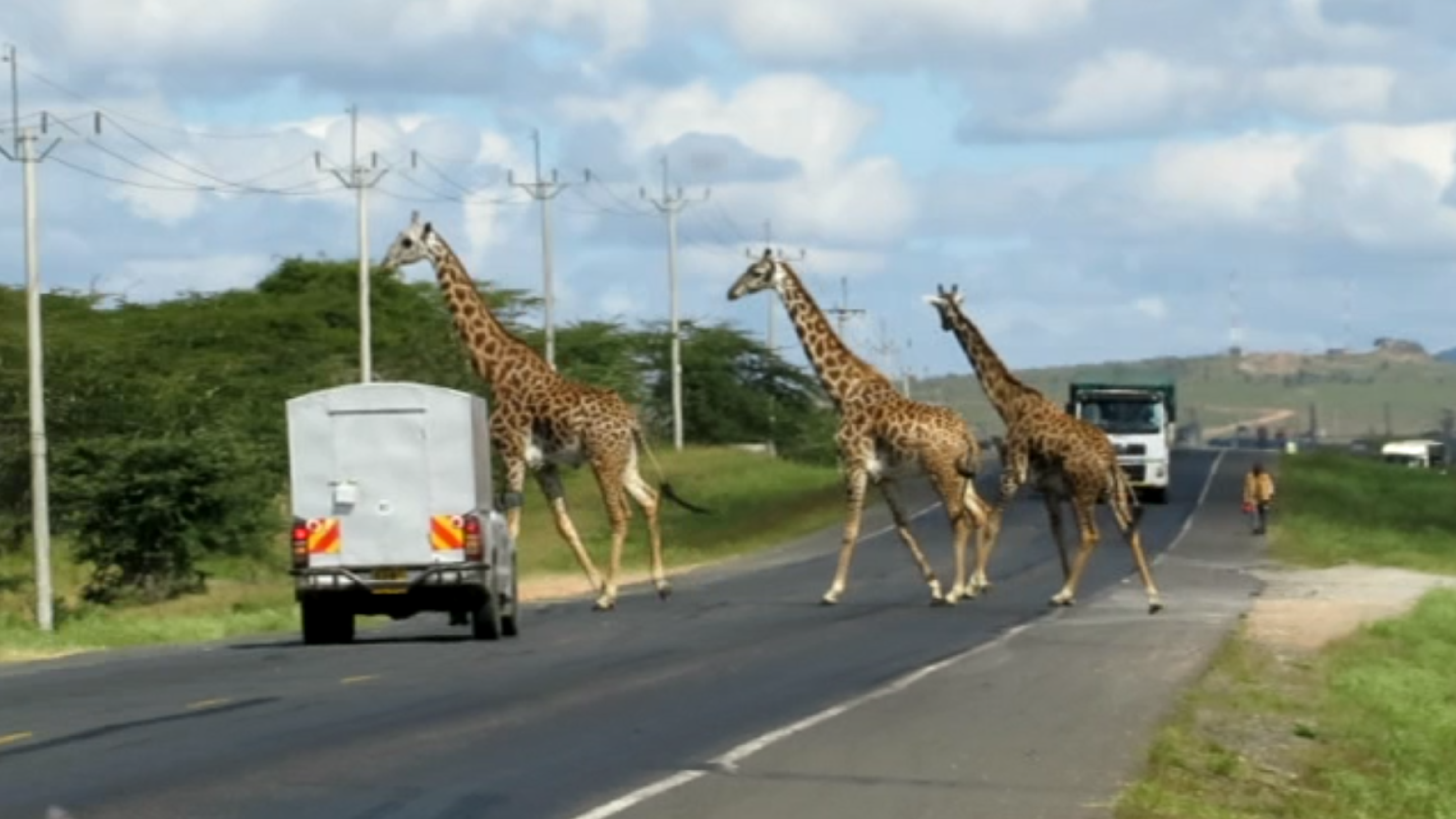 Giraffe crossing (Save Giraffes Now / Chemwa)