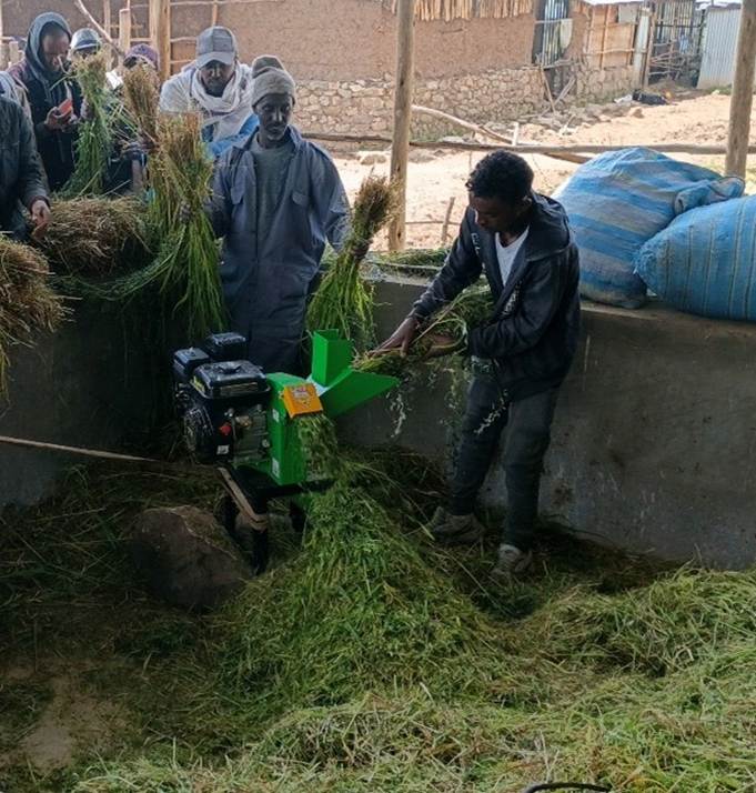 Chopping of oat-vetch mixture using feed chopper machine (Diesel-type). Photo credit: Temesgen Alene/ILRI