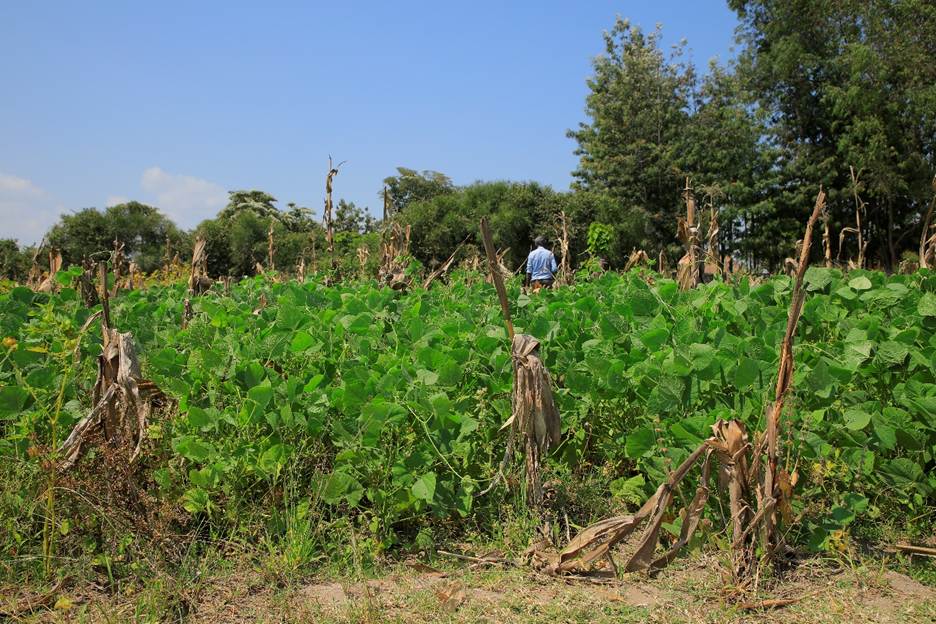 A person standing in a field</p>
<p>AI-generated content may be incorrect.