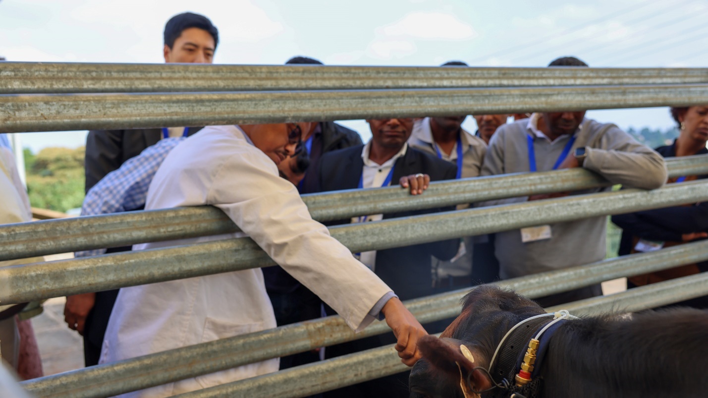 A person touching a cow</p>
<p>AI-generated content may be incorrect.