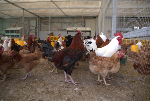 Improved local chicken breeds at the TPGS poultry research facility. Photo credit: Agegnew Alene/ILRI