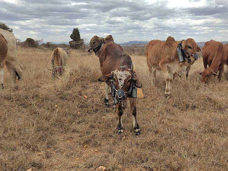 Cattle wearing gas measuring harness