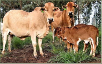 Photo of Boran cattle 