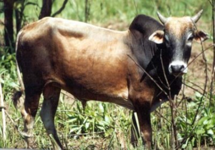 Photo of Tanzanian Short Horn Zebu