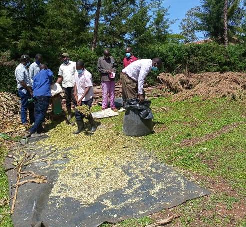 Photo A2: Cornelius Kosgei, a farmer from Kurgung Ward in Nandi County, demonstrates how to make silage using silage bags during a farmer-to-farmer field day at his farm in May 2021. (Credit: Nathan Maiyo/ILRI)