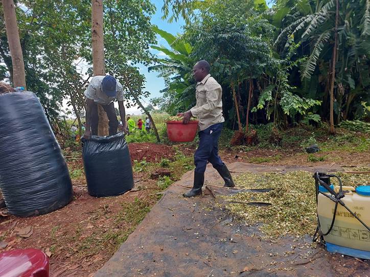 Photo A7: John Koech and Kibitok, from Kobujoi Ward, Nandi County, demonstrating silage making during a farmer-to-farmer field day at their family farm in April 2024. (Credit: Emmaculate Kiptoo/ILRI)