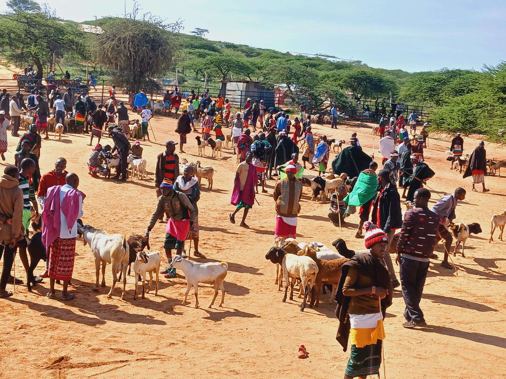 A livestock market in the Horn of Africa