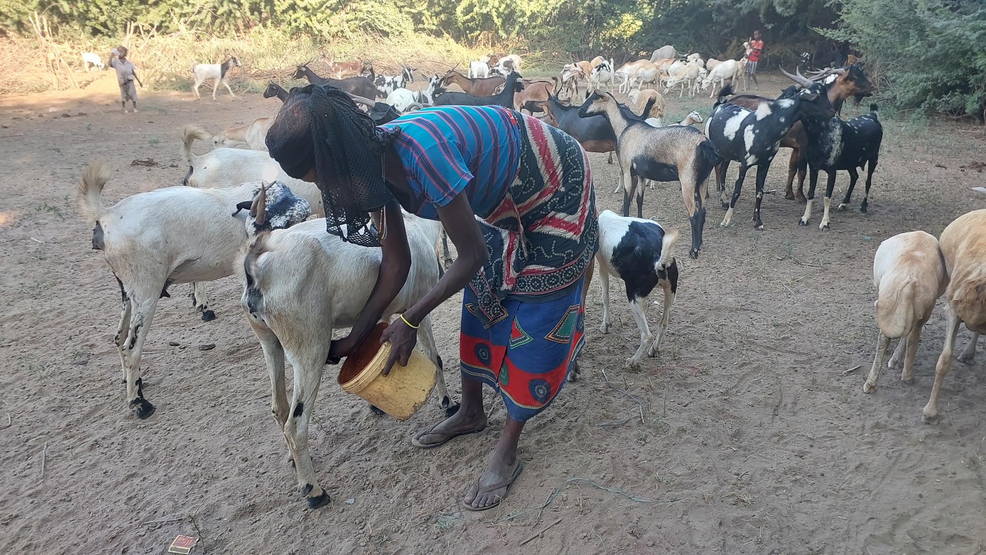 Pastoralist herding flock