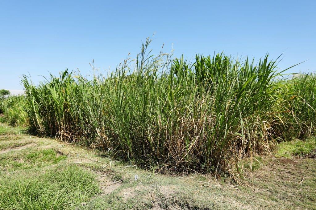 New insights into the diversity of Napier grass More productivity in