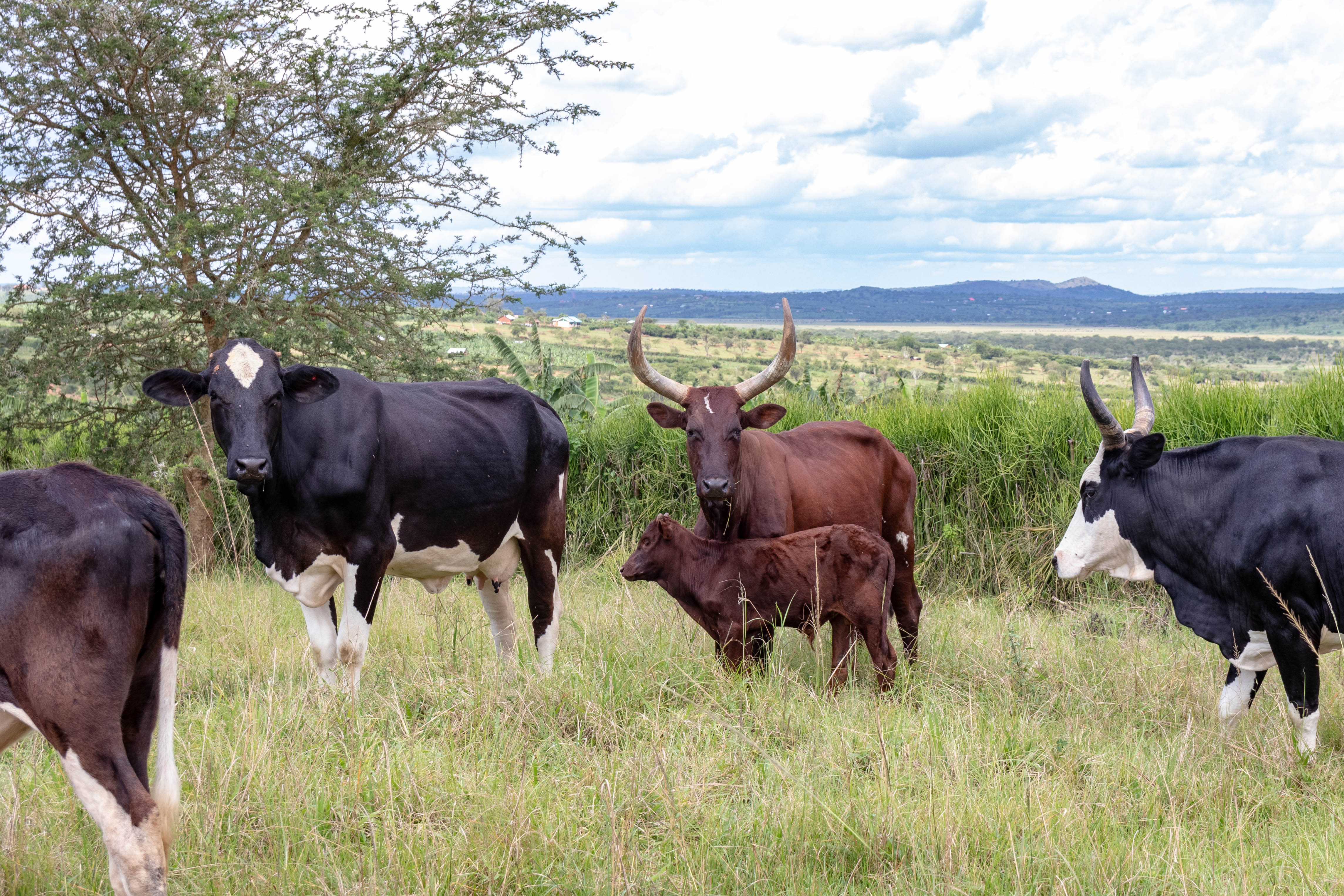 Boosting Uganda’s investments in livestock development healthy