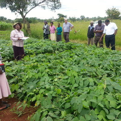Integrating Crops and Livestock for Improved Food Security and Livelihoods in Zimbabwe (ZimCLIFS)
