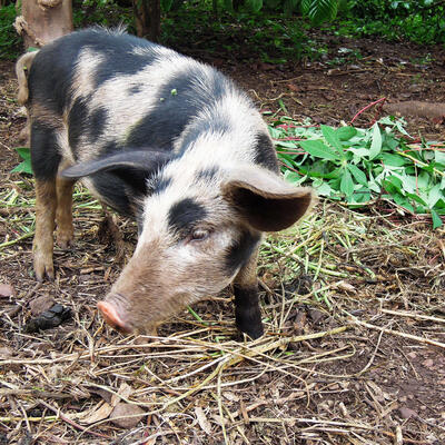 Africa Swine Fever Virus Genome Sequencing to underpin Control