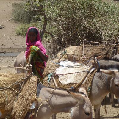Mapping the issues of Indian donkey