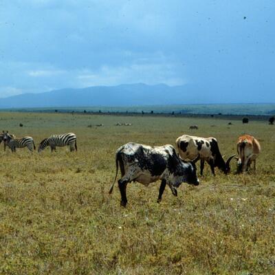 Understanding zoonotic risks from wild meat at the Kenya