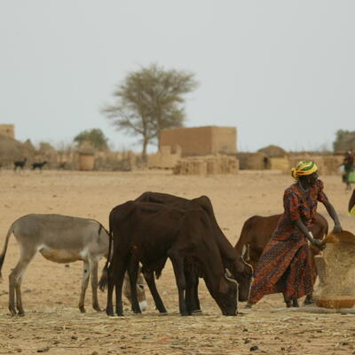 Aflatoxin-related health risk for milk consumers in rural and peri-urban areas in Burkina Faso