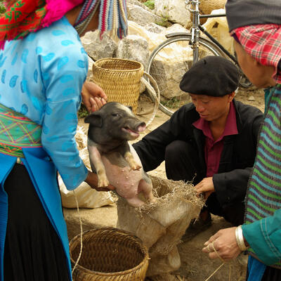 Assessing competitiveness of smallholder pig farming in the changing landscape of northwest Vietnam