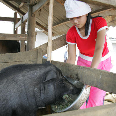 Managing risk in emerging pork markets: an international South-South symposium