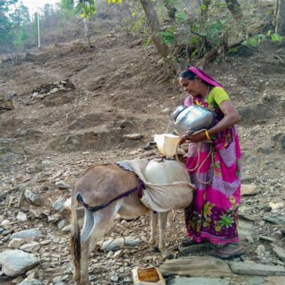 Mapping the issues of Indian donkey and mule population and identify the potential intervention strategies and partners