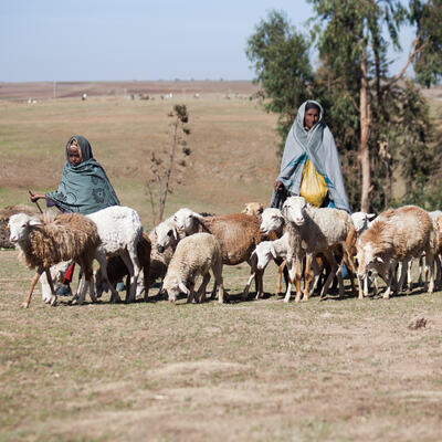 Global livestock advocacy for development 