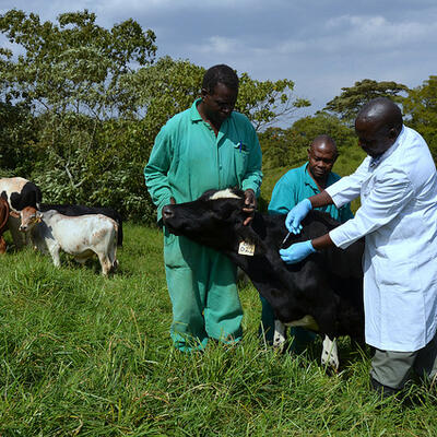 Collaboration to advance vaccine control of East Coast fever