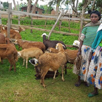 Community-based sheep and goat breeding
