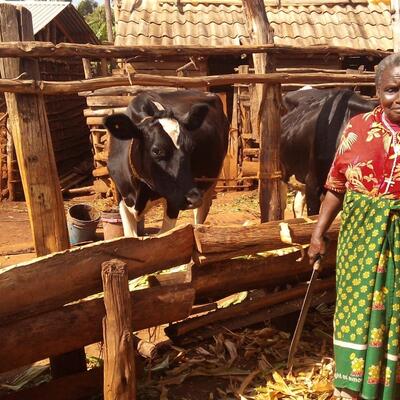 Pro-poor dairy policy in East Africa and India