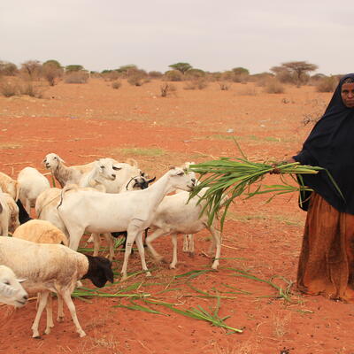 A member of the Muungano Makaror Farming group in Wajir feed their livestock with fodder harvested from their farm (ILRI / Dorine Odongo).