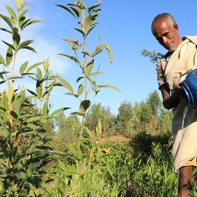 A farmer watering his fodder farm (ILRI / Apollo Habtamu).
