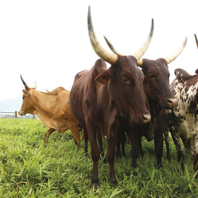 Fulani, Cattle breed: Red & White Fulani. Location: Bamenda, Cameroon.