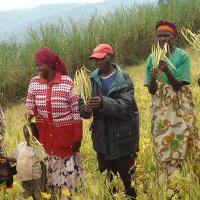 Farmers selecting desirable bean varieties during a farmers field day in Rwanda (ILRI / Bio-Innovate).