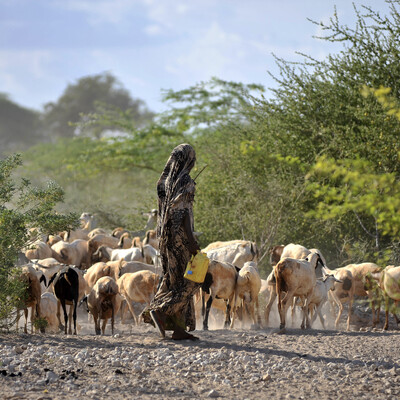 Goats being herded near a water point in Wajir, northern Kenya. ILRI/Riccardo Gangale Goats being herded near a water point in Wajir, northern Kenya