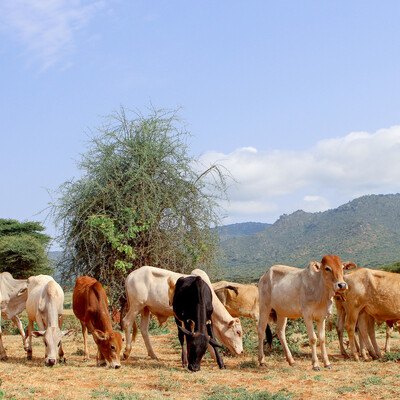 Boran cattle grazing on pasture