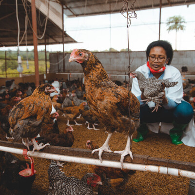 Poultry business CEO with chickens.