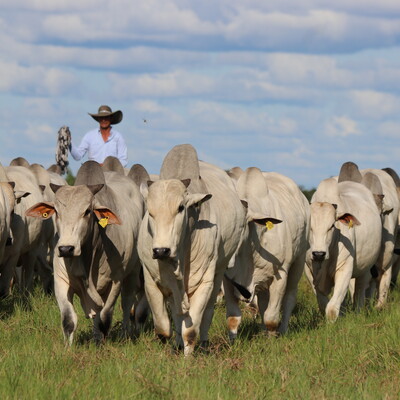 A cattle rancher with a herd of Nelore short cycle cattle at the Hacienda San José in Colombia. Photo Credit: Hacienda San José