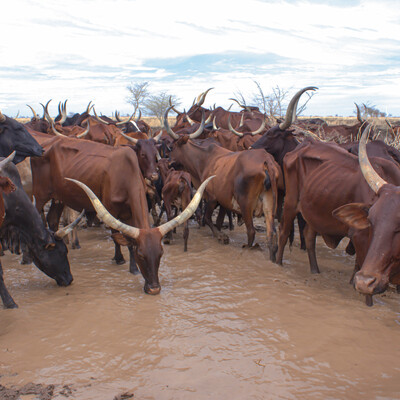Fallata (Fulbe) cattle herd drinking water from a water pool along a livestock route in southern Gadarif, Sudan