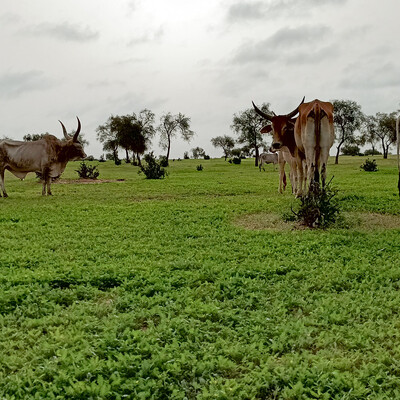 Cow herd in the Ferlo silvo-pastoral zone at the beginning of the rainy season